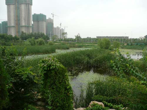 Constructed wetlands