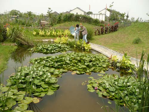 Wetland Garden